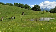 45 Alla bella conca prativa della Baita Sornadello (1407 m) tre asinelli al pascolo